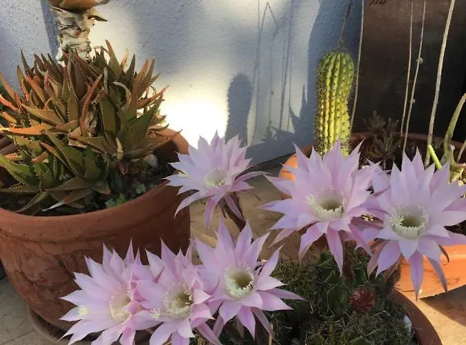 ホテル Nomia Boutique 3*