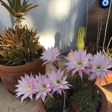 ホテル Nomia Boutique 3*